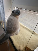 Bearing Hammock Cat Balcony Climbing Waterproof Sleeping-Mattress Cat-Bed-Cat Pet Fabric