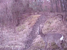 Cámara de caza al aire libre, 12MP, Detector de animales salvajes, cámara de rastreo HD, impermeable, monitoreo, infrarrojo, detección de calor, visión nocturna