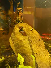 10pcs high quality Natural Terminalia Catappa Leaves,Indian almond Lour tree Olive leaf