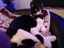 Christmas Cat Clothes Halloween Clothes For Cats Costume New Year Outfit Pet Cat Clothes