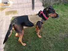 Dog-Harness Loop Dog-Molle-Vest Working Tactical with 2-Metal Buckle Hook Clip Handle