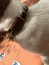 Collar personalizado de piel auténtica para identificación de perro, Collar pequeño mediano para perros gato, nombre de mascota personalizado y número de teléfono grabado gratis