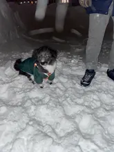 Pet-Dog-Clothes Clothing Coat Jacket Outfit Pets-Puppy-Costume French Bulldog Small Dogs