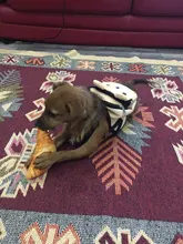 Carrier-Bags Backpack Cat Puppy Travel Pet-Dog Dourable Cartoon Cute Canvas School-Bag