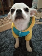 Outfit Jacket Hoodie Dog Warm Waterproof Winter Coat Splice Pet-Puppy 6-Colours 8-Sizes