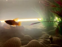 Grass-Ornament Decoration Viewing-Decor Aquarium-Plants Aquatic Fish-Tank Water-Weeds