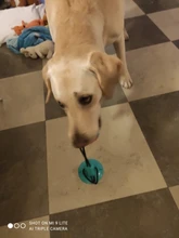 Pet Dog Toys Silicon Suction Cup Tug dog toy Dogs Push Ball Toy Pet Tooth Cleaning Dog