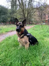 Vest Harness Collar Dog-Leash Pet-Dog German Shepherd Dogs K9 Walking Nylon Adjustable