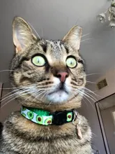 Patrón de flor de nueva moda gato ajustable Collar con cascabel Collar para gatos cachorro mascotas plomo correas para mascotas