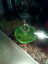 Reptile Water Drinker Dispenser Food Basin Stand Lizard Feeder Dish Bowl Bottle