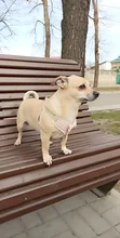 Perro pequeño conjunto de arnés y correa chaleco para gatos mascota Arnés con Bowknot acolchado de malla Pet pistas para pequeño cachorro perros Chihuahua Yorkie