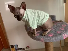 Cat Costumes Jacket Pet-Clothing Puppy-Outfit Kitty Winter Warm Autumn for Small Dogs