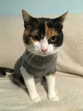 Cute Cat Sweater Costume Winter Warm Pet Clothes Cat Clothing for Cats Katten Kedi Giyim