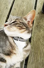 Collar de perros de piel sintética personalizado, reflectante, gato, grabado personalizado, etiqueta de identificación, grabado para cachorro, perros grandes, accesorios para mascotas