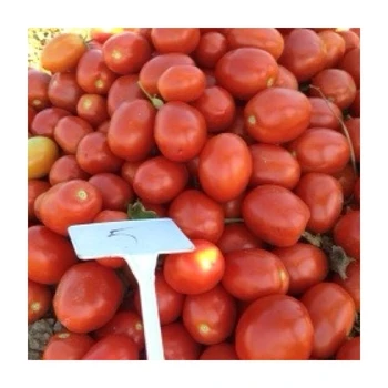 

SALÇALIK DOMATES TOHUMU SENTOSA F1 25.000 ADET