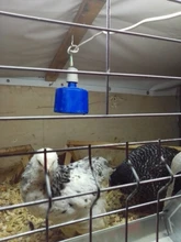 Lámpara de calefacción para animales de granja, luz cálida para pollo, cerdo, pato, controlador de temperatura, calentador para herramientas de granja, 100-300W, 2 uds.