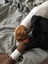 Dog-Toys Puppy Squeak Chew-Cleaning Plush Pet-Resistance Cat Cartoon Cloth Linen 33cm