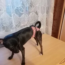 Menstruation Underwear Panties Jumpsuit Diaper Dog-Shorts Pet-Physiological Sanitary