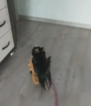 Puppy Honking Squirrel for Dogs Cat Chew Squeaker Squeaky Toy Dog Toys Stuffed Chew Squeaking