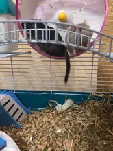 Oso dorado para mascotas, juguete deportivo para mascotas, jaula con ruedas, accesorios, disco de competición, rueda giratoria silenciosa para trotar, WJ901