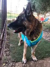 Vest Dog Jacket French Bulldog Waterproof Coat Pet-Outfit Dogs-Pet Winter Large Medium