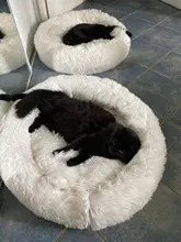 Cushion Nest Sofa Pet-Products Dogs-Basket Cat-House Animals Sleeping Cat Round Plush