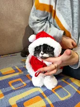 Pet Dog Cat Costume Christmas Antlers Hat Cloak Halloween Disguise Clothes For Cats Small