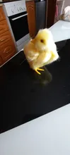 Polluelo de peluche de imitación para niños, Animal de peluche realista de juguete, modelo de pollo cognitivo, pollo de sonido, regalo de Pascua, juguete blando para niños