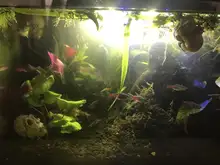 Luz de acuario LED resistente al agua, lámpara sumergible para plantas acuáticas, decoración acuática con Clip
