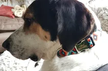 Collar de identificación de perro personalizado, nailon, placa de etiqueta grabado gratis para perros pequeños, medianos y grandes, Pitbull