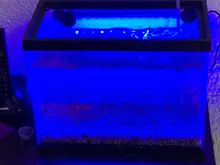 Light-Bar Clip-Lamp Aquarium-Lights Submersible Aquatic-Decor Fish-Tank Underwater Blue/white
