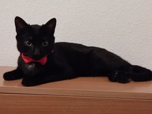 Collar de gato de terciopelo con lazo liso para cachorro, Chihuahua, con campana, hebilla de seguridad ajustable, pajarita para gatos, accesorios para mascotas