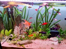 Rings Media Bio-Balls FISH-TANK-FILTER Aquarium Ceramic Activated-Carbon Clear-Water