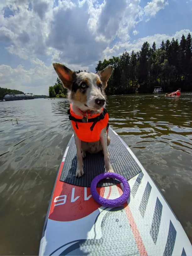 Reflective Dog Life Jacket Vests photo review