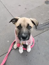 Dog Hoodies Jacket Costume Coat French Bulldog Chihuahua Winter for Pets-Clothing