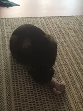 Cat Toys Interactive Ball Catnip Cat Training Toy Pet Playing Ball Pet Squeaky Supplies