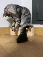 Toy Hamster Mouse Interactive-Maze Wooden Catnip Funny with Catch Chase Bite Solid 3/5-Holed