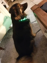 Glowing Collar Reflective Night-Safety Rechargeable Luminous Adjustable Nylon Waterproof