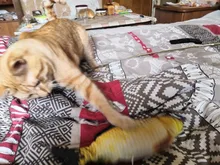Pet-Cat-Toy Simulation-Fish-Toys Cat-Supplies Catnip Electronic Playing Dog-Cat-Chewing