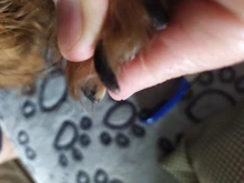 Cortaúñas para mascotas, cortauñas para perros, cortaúñas para gatos de acero inoxidable, tijeras para garras de Animal cortado