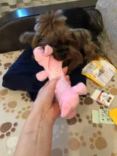 HILIFE-juguetes de peluche para perros y gatos, forro polar, durabilidad, chirridos, muñecas con sonido de elefante, pato, cerdo, apto para todas las mascotas