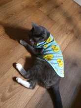 Camiseta de malla para gatos y cachorros, ropa bonita para mascotas, camiseta de dibujos animados de pato, chalecos informales para XS-XXL pequeñas