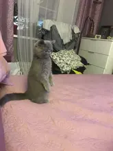 Steel Needle Comb for Dog Cat Yokie Gilling Brush Dog Rake Comb Massage Grooming Tools