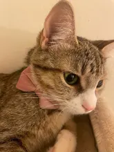 Collar de gato de Color liso con lazo de terciopelo para cachorro, Chihuahua, hebilla de seguridad ajustable con campana, pajarita para gatos, accesorios para mascotas