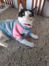 De moda disfraz mascota gato verano gato chaleco con capucha acogedor Mascoats Goto, ropa para gatos, Katten abrigo Kedi sudadera ropa traje