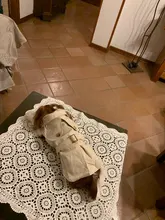 Coat Costumes Hoodies Jacket Puppy Dogs Small British-Style Winter Thicken for Cat-Clothing