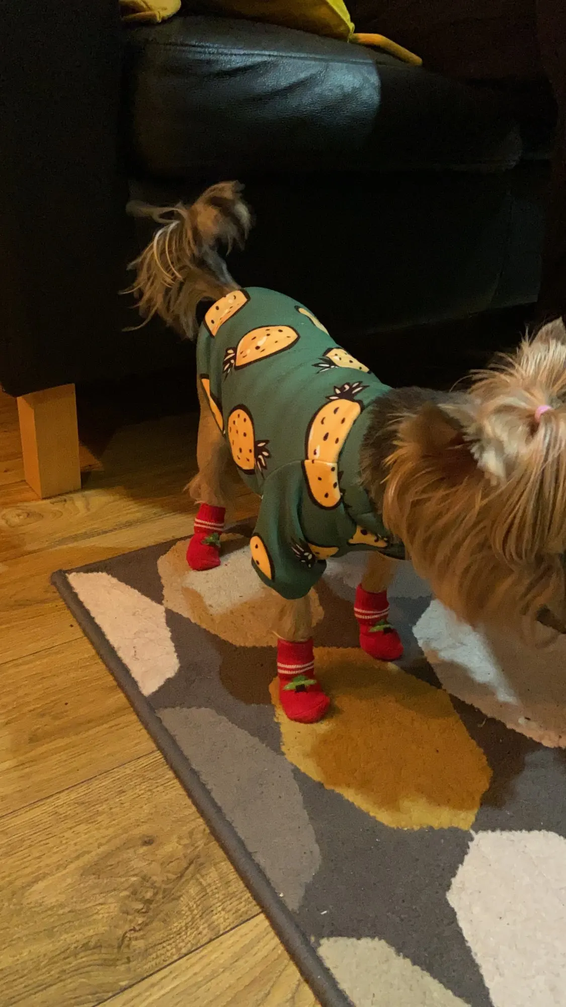 Cute Dog Socks | Puppy Socks | Non-slip Dog Socks photo review