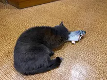 Electronic Cat Toy 3D Fish Electric Simulation Fish Toys for Cats Pet Playing Toy cat