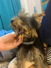 Personalized Dog Collar Leather Rhinestone Bling Charms Custom Pet Dogs Cat Name