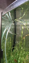 Aquarium Skimmer Lily-Pipe Fish-Tank-Accessories EXTERNAL-FILTER Glass Inflow Outflow